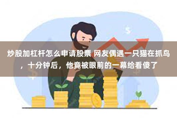 炒股加杠杆怎么申请股票 网友偶遇一只猫在抓鸟，十分钟后，他竟被眼前的一幕给看傻了